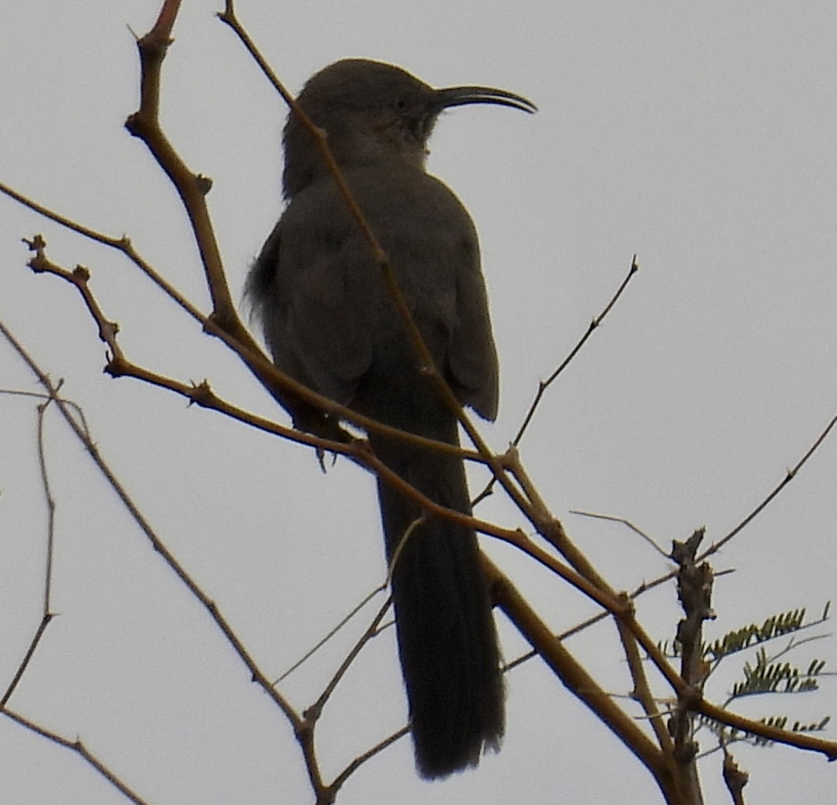 Crissal Thrasher - ML612567755