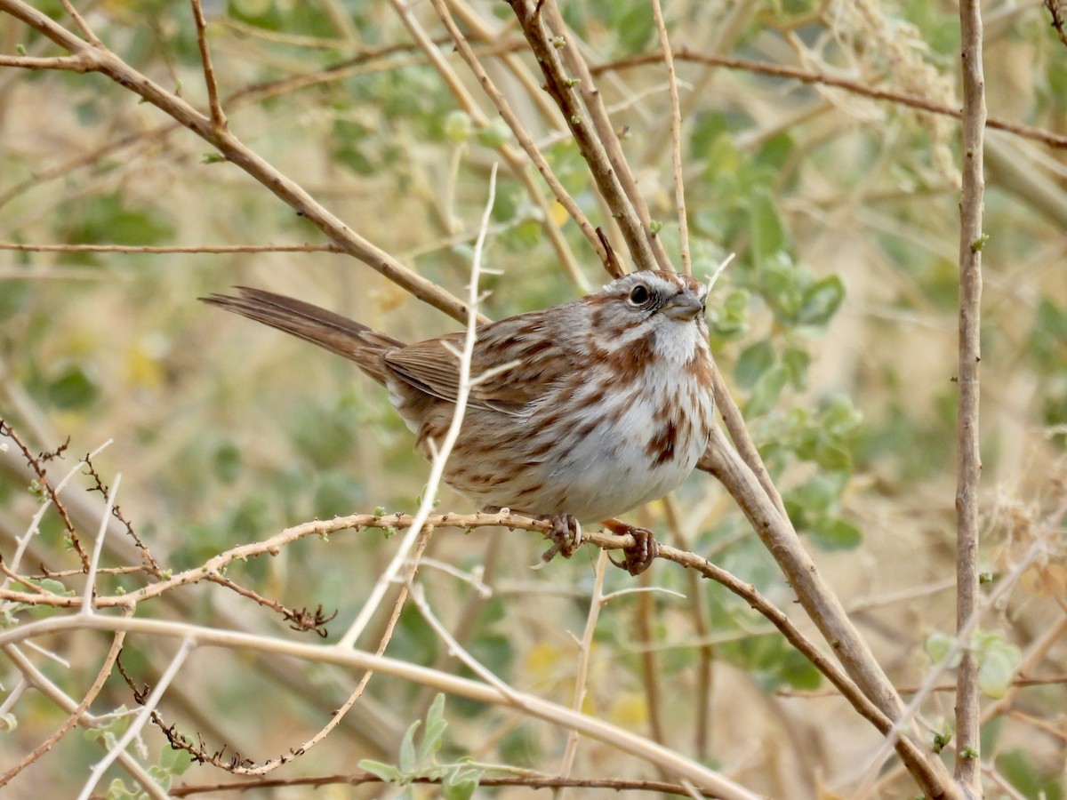 Song Sparrow - ML612567760