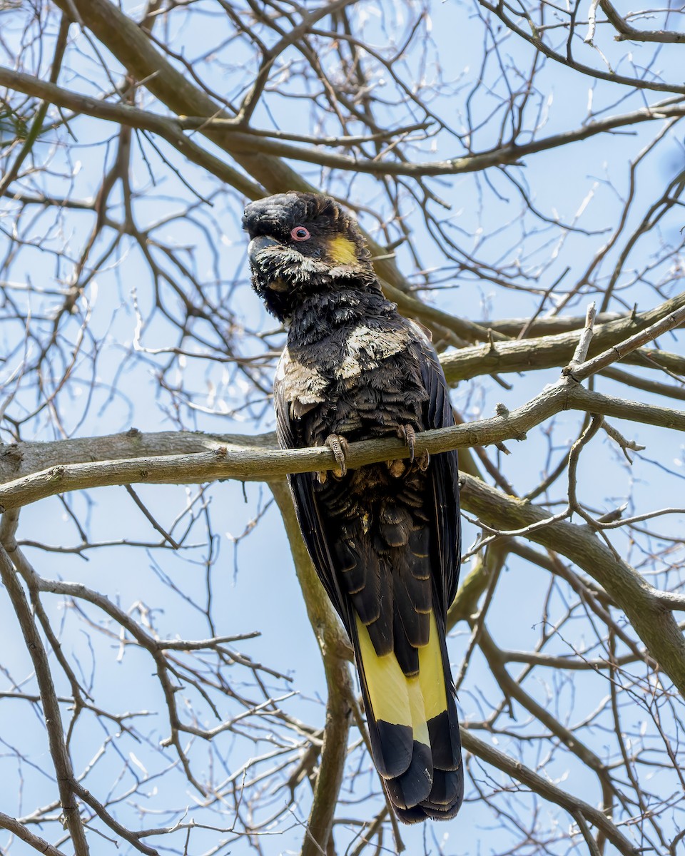 Yellow-tailed Black-Cockatoo - Ben Johns