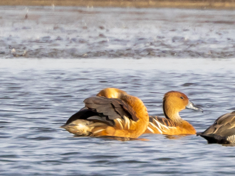 Fulvous Whistling-Duck - ML612567783