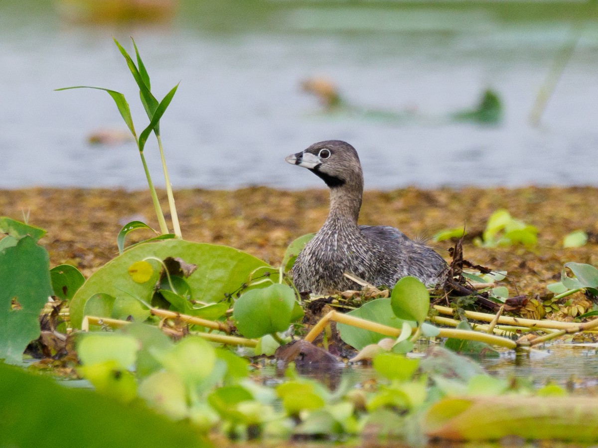 Pied-billed Grebe - Michele Kelly