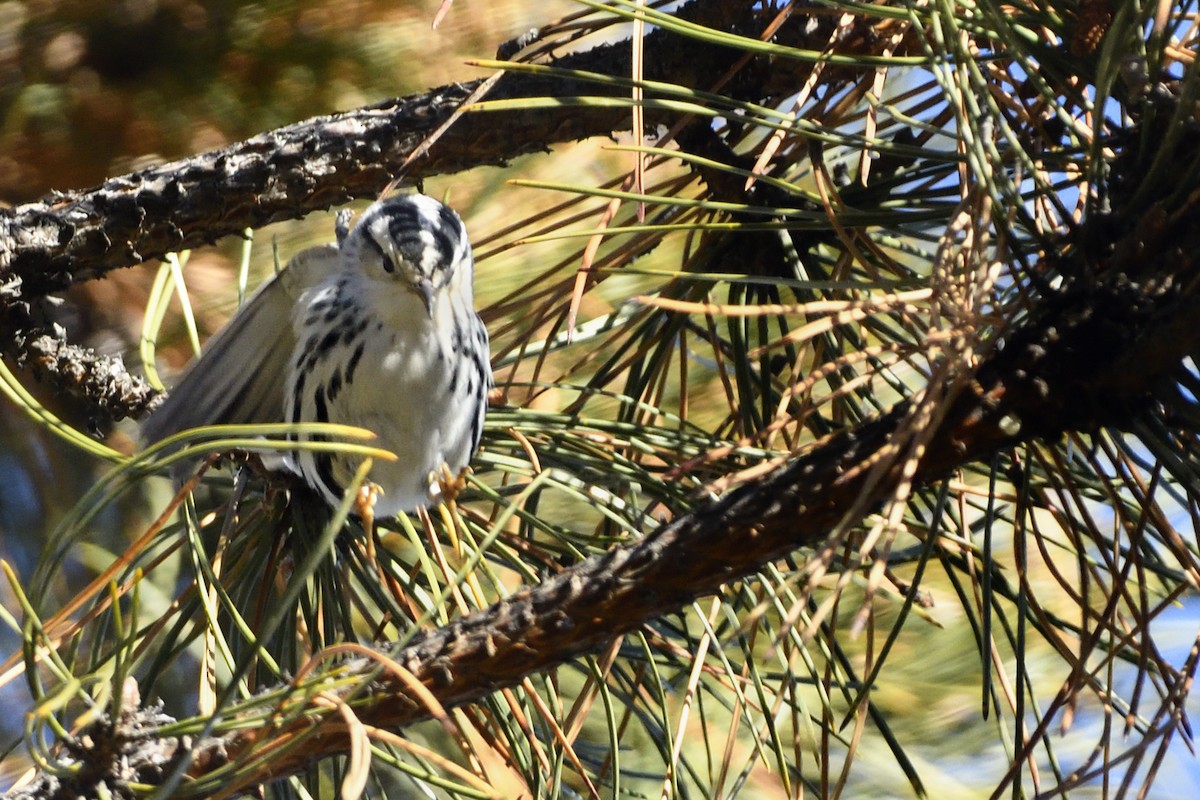 Black-and-white Warbler - Pat McGrane