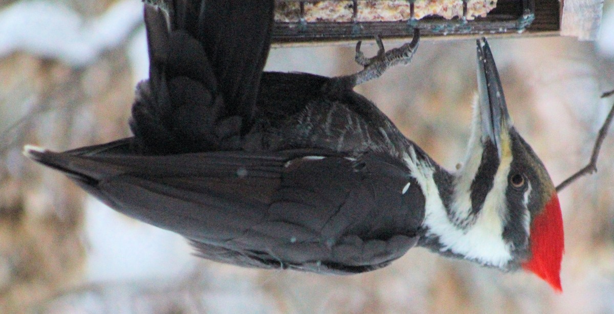 Pileated Woodpecker - Jo-Anne McDonald