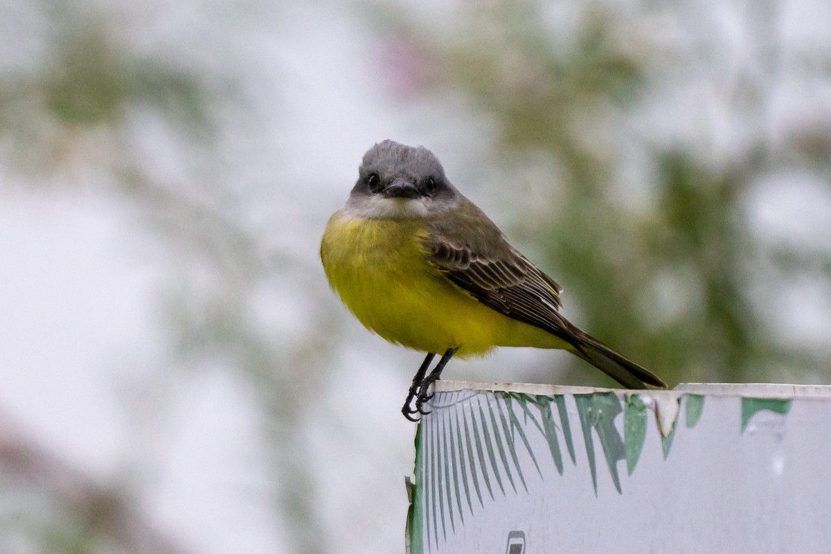 Tropical Kingbird - Cyril Duran