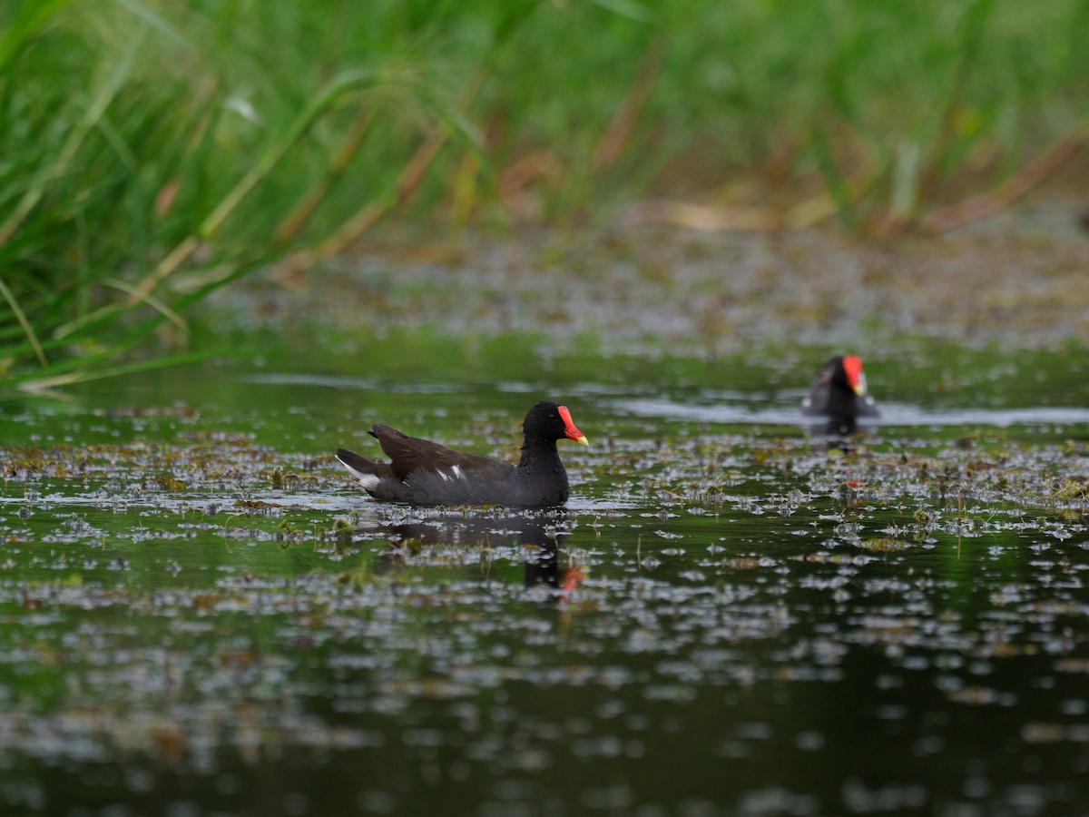 Common Gallinule - ML612567982