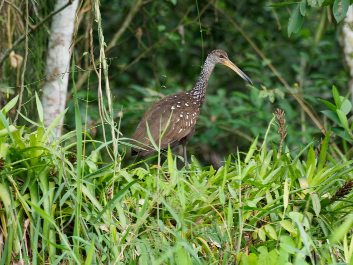 Limpkin - ML612567989