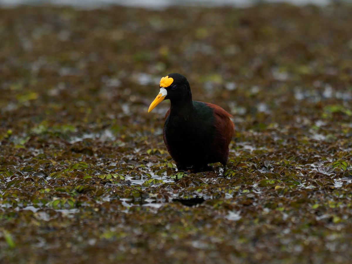 Northern Jacana - ML612567995