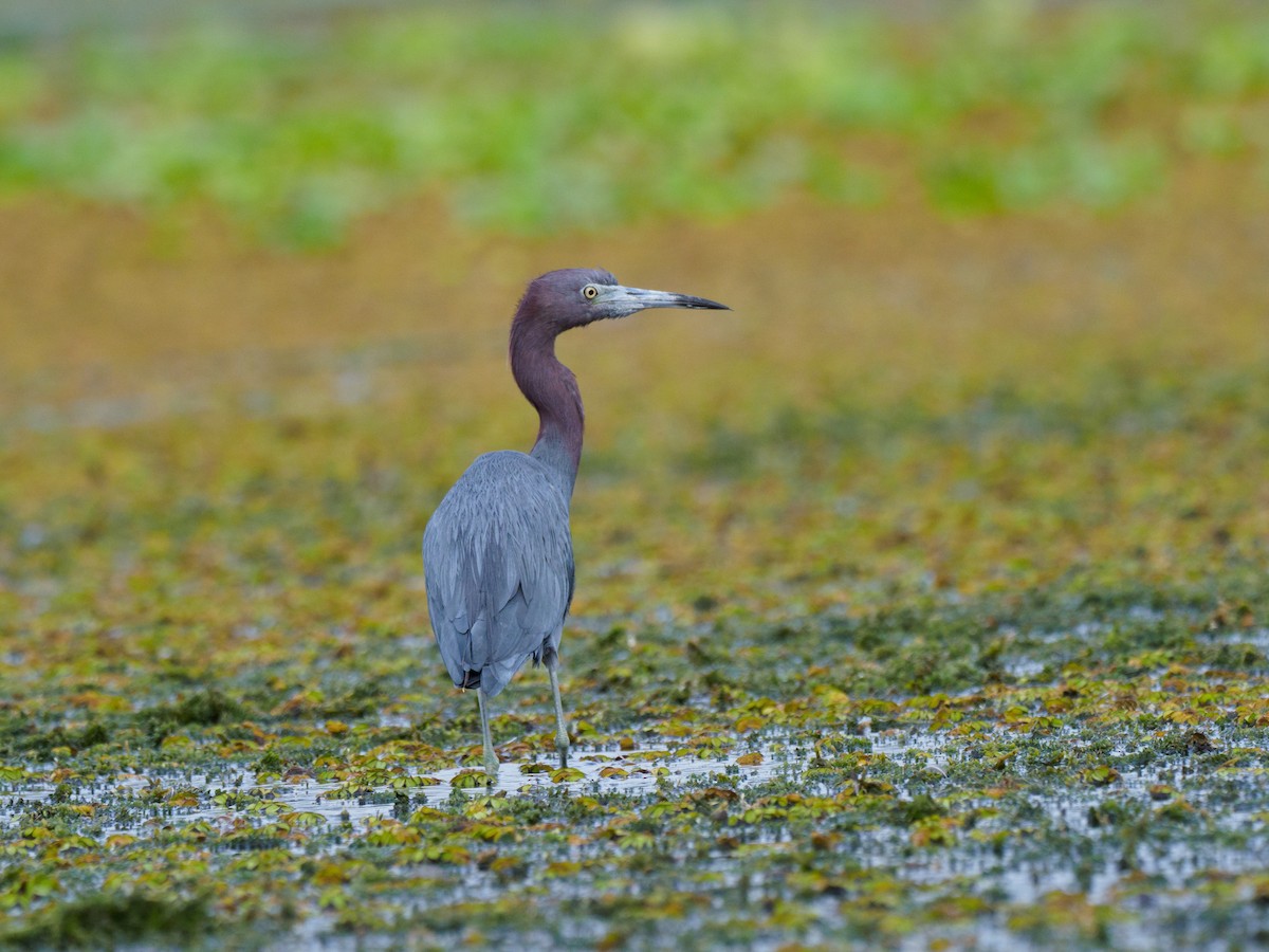 Little Blue Heron - ML612568021