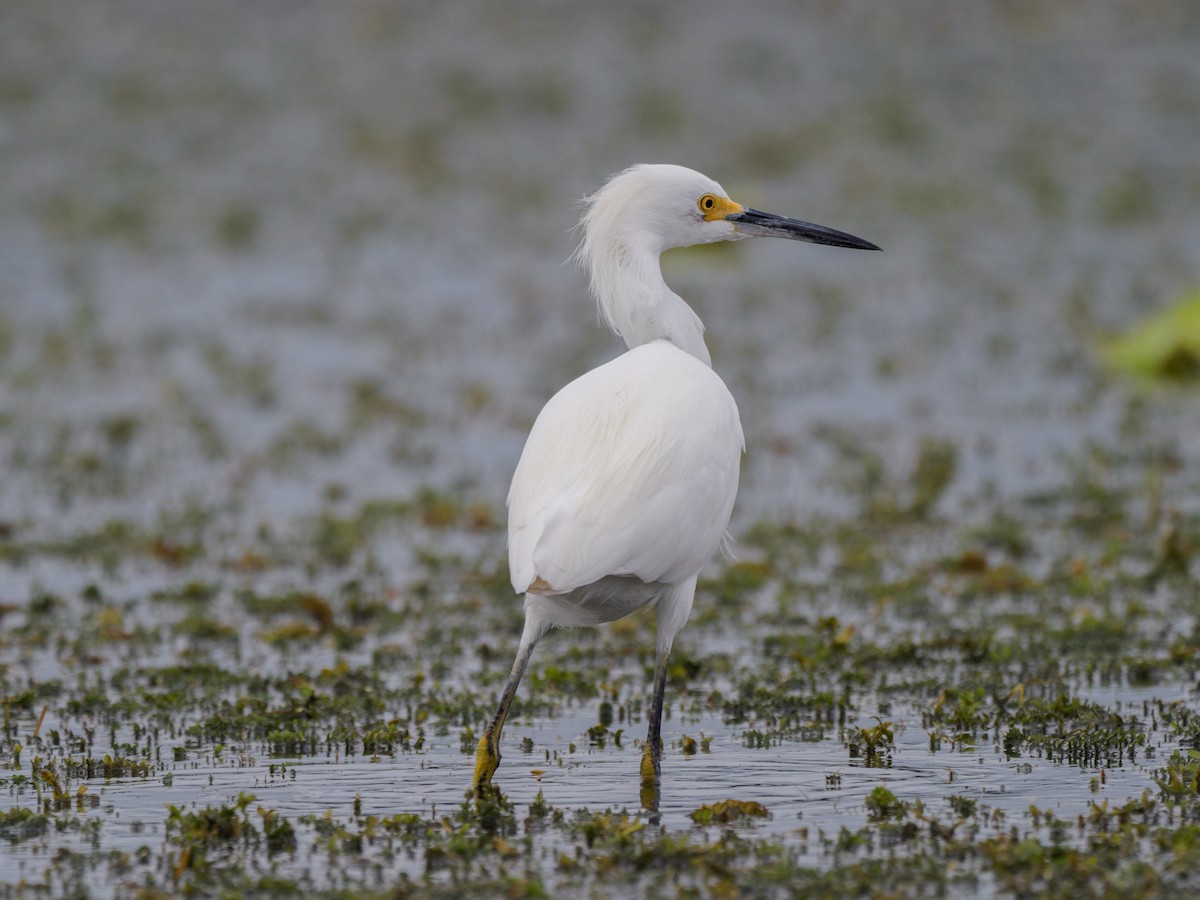 Snowy Egret - ML612568025