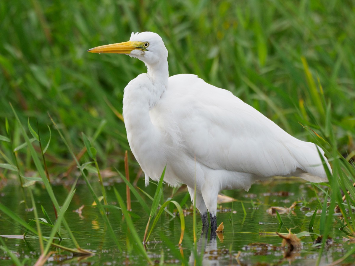 Great Egret - ML612568031