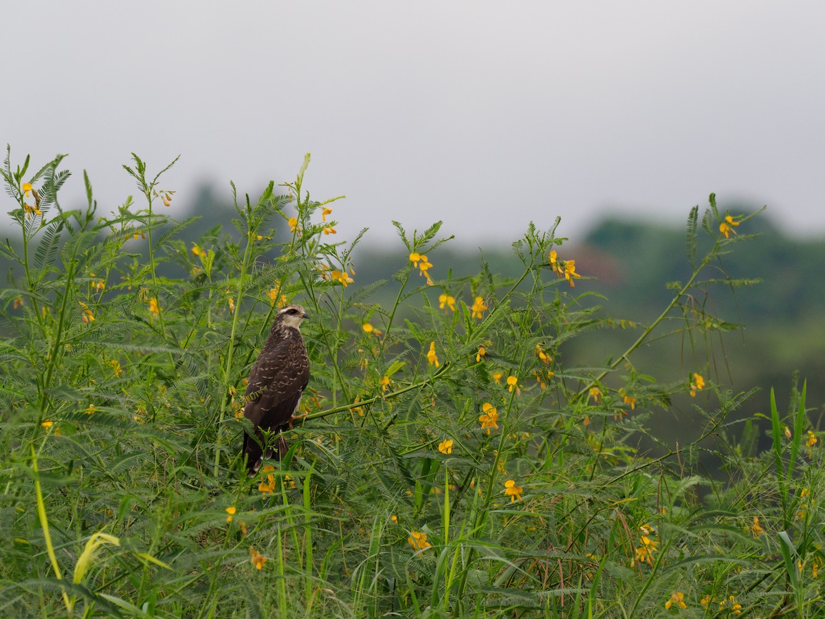 Snail Kite - ML612568048