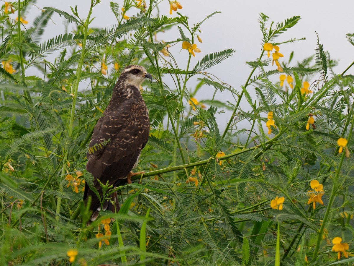 Snail Kite - ML612568049