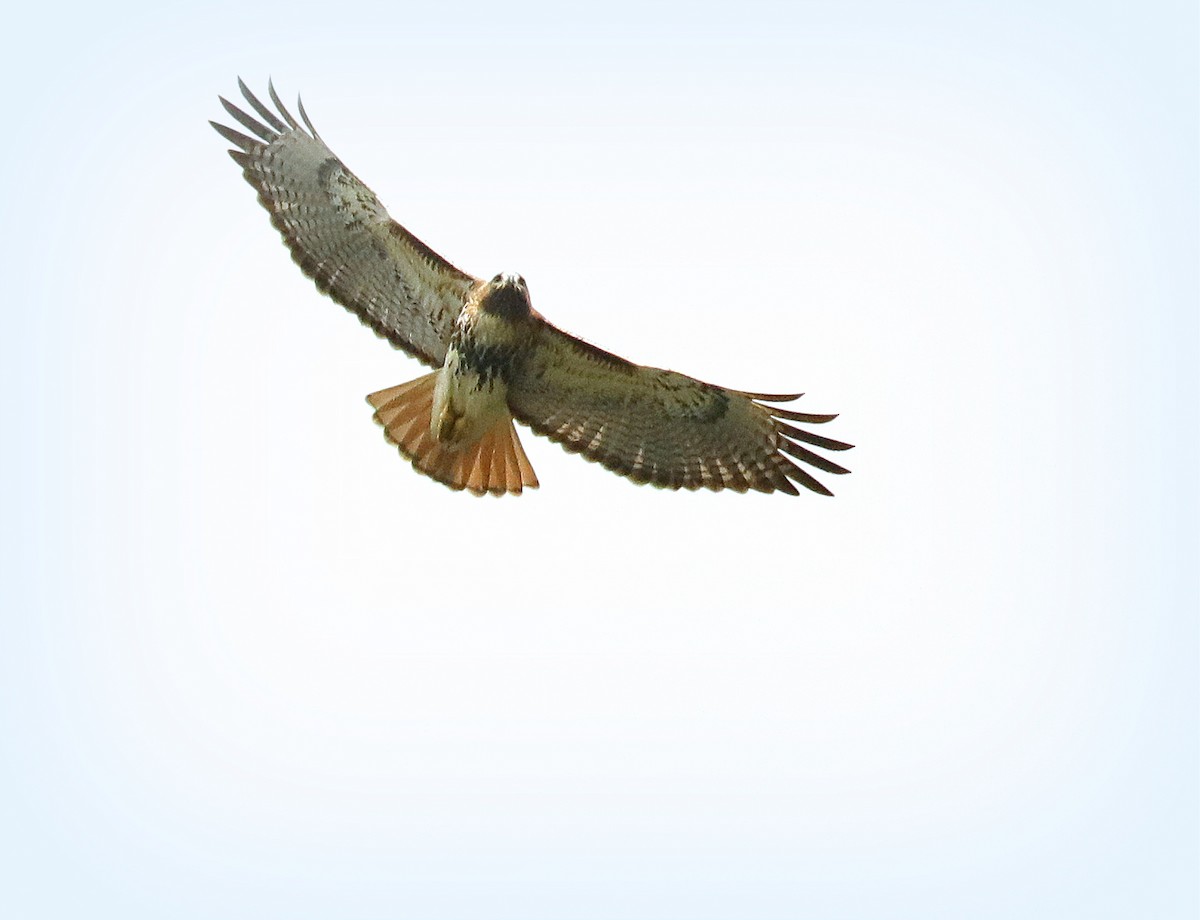 Red-tailed Hawk - ML612568050