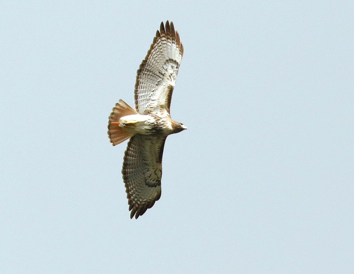 Red-tailed Hawk - ML612568058