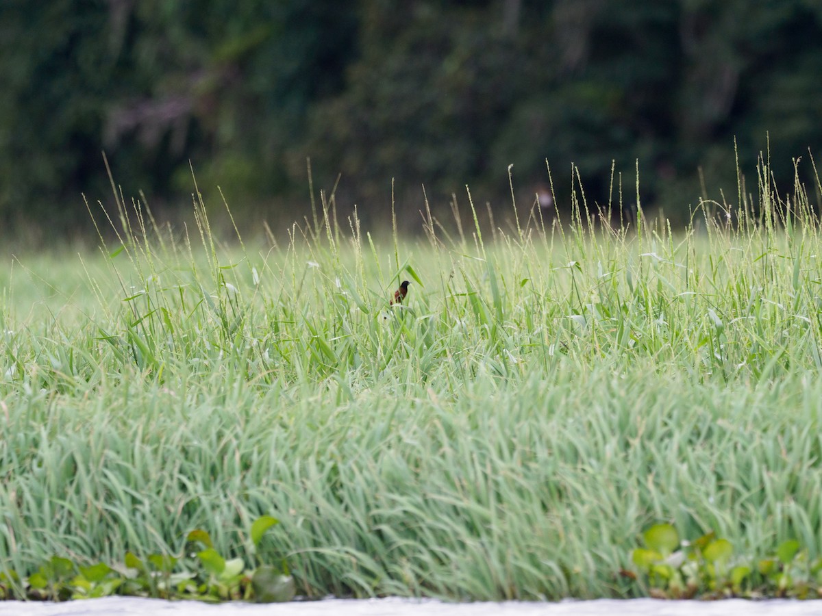 Orchard Oriole - ML612568061