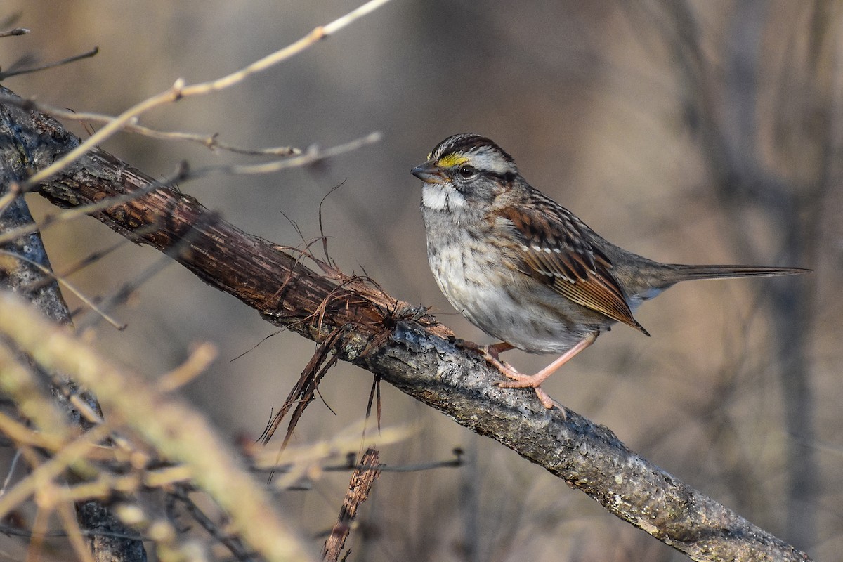 White-throated Sparrow - ML612568174