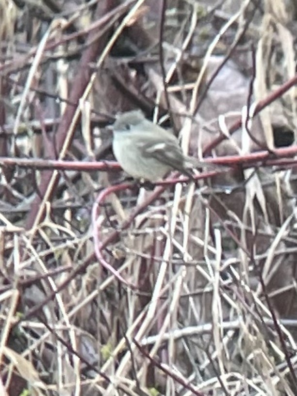 Hammond's Flycatcher - ML612568193