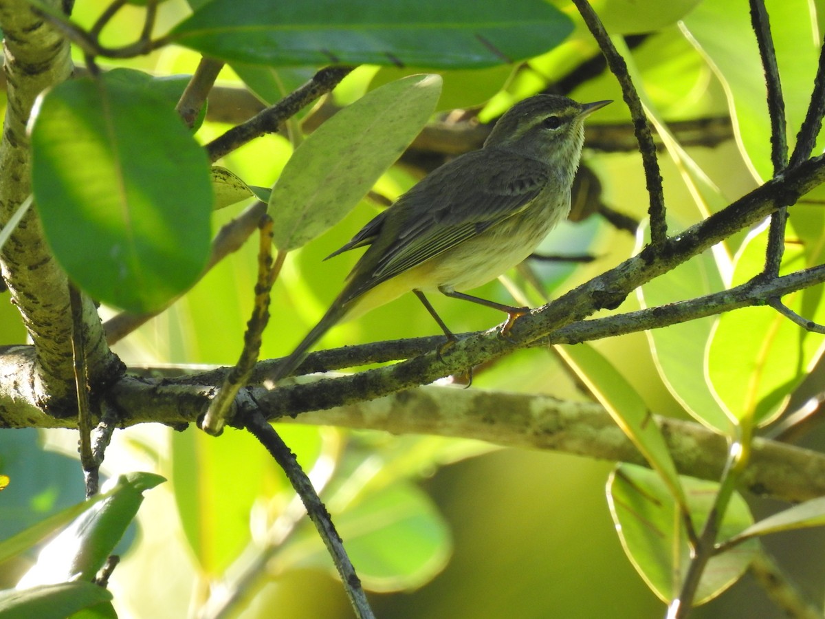 Palm Warbler - ML612568256