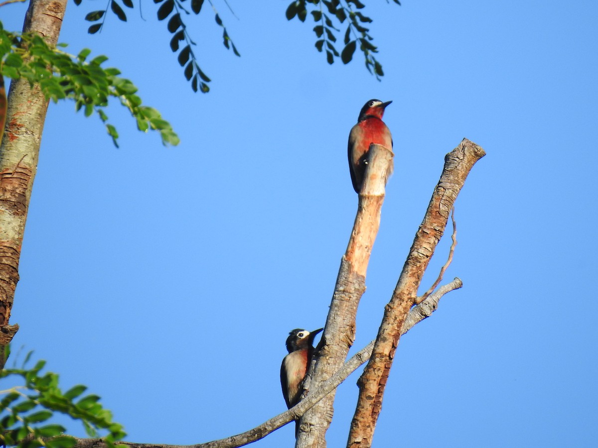 Puerto Rican Woodpecker - ML612568279