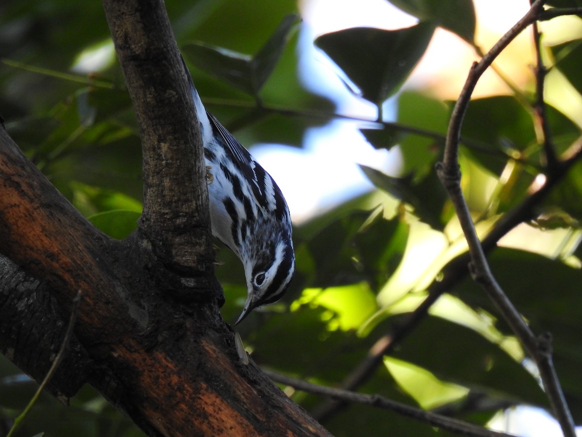 Black-and-white Warbler - ML612568286