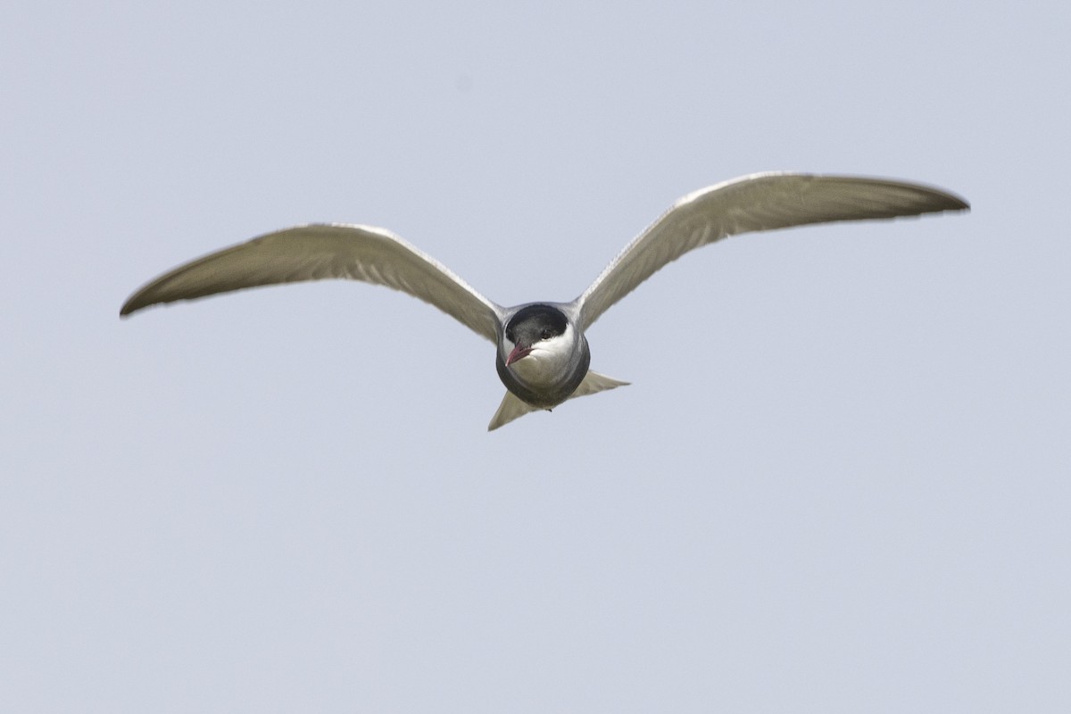 Whiskered Tern - Jack Crowe