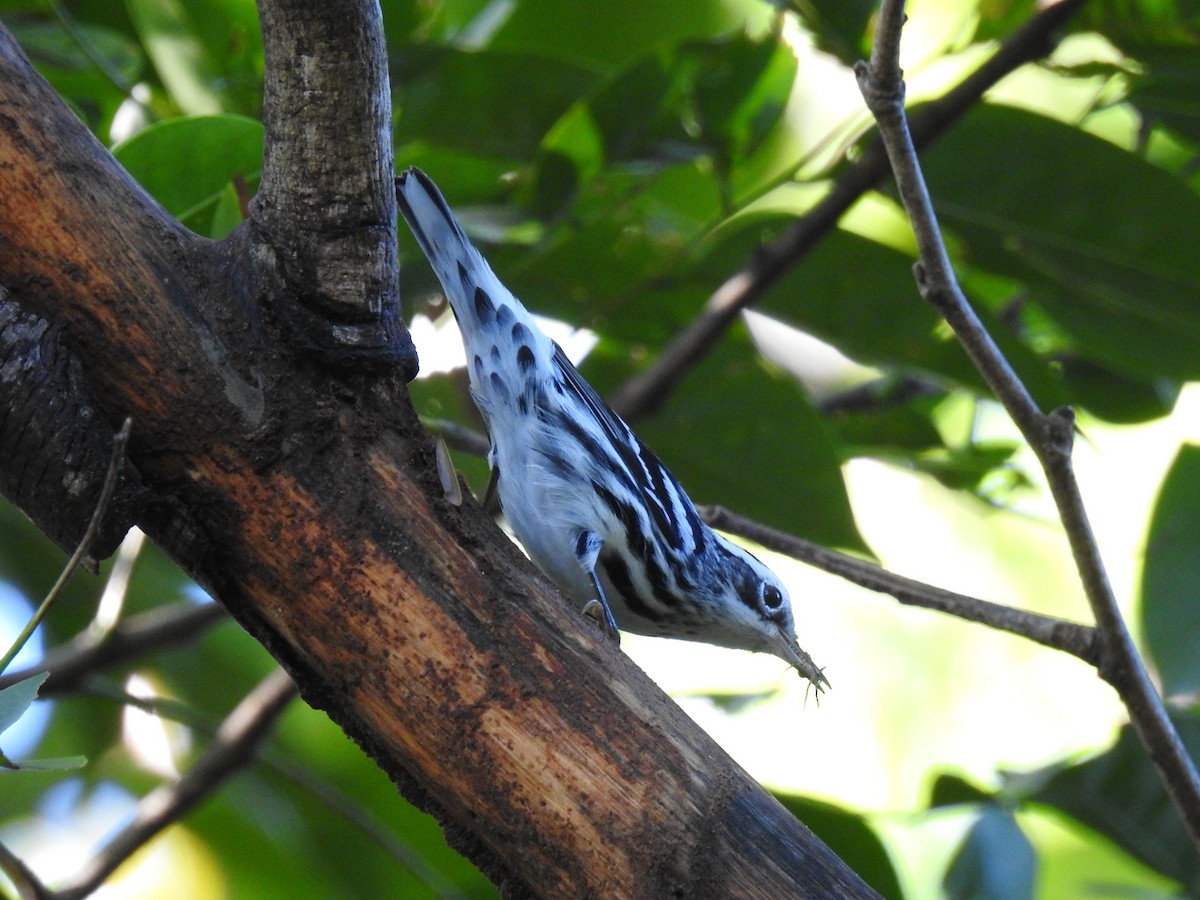 Black-and-white Warbler - ML612568290