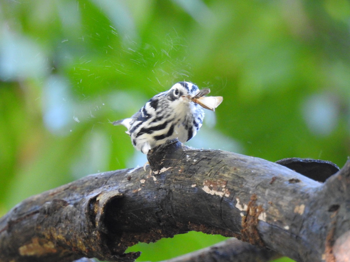 Black-and-white Warbler - ML612568301