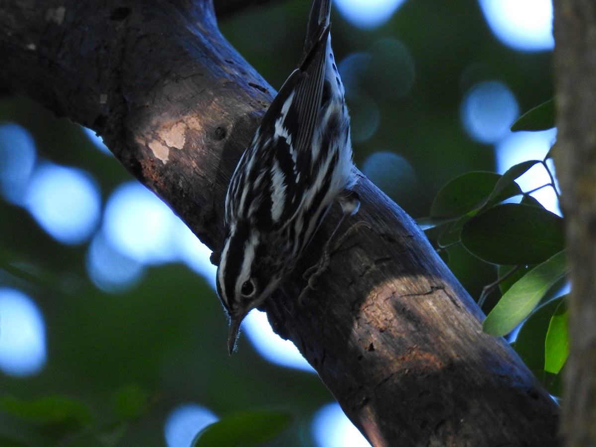 Black-and-white Warbler - ML612568305