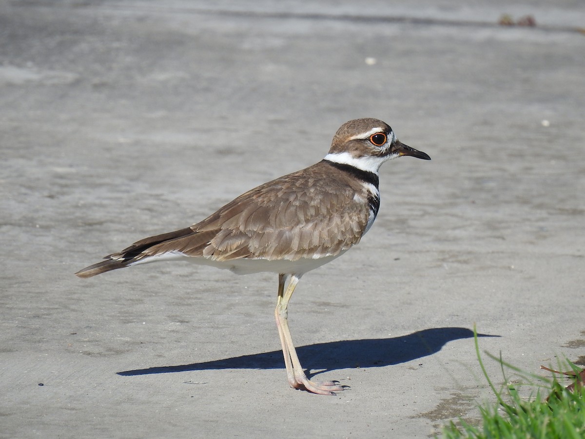 Killdeer - ML612568327