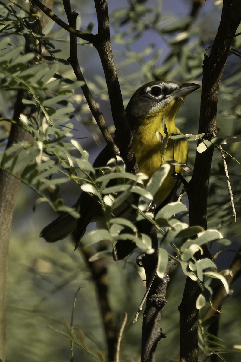 Yellow-breasted Chat - Verna Perry