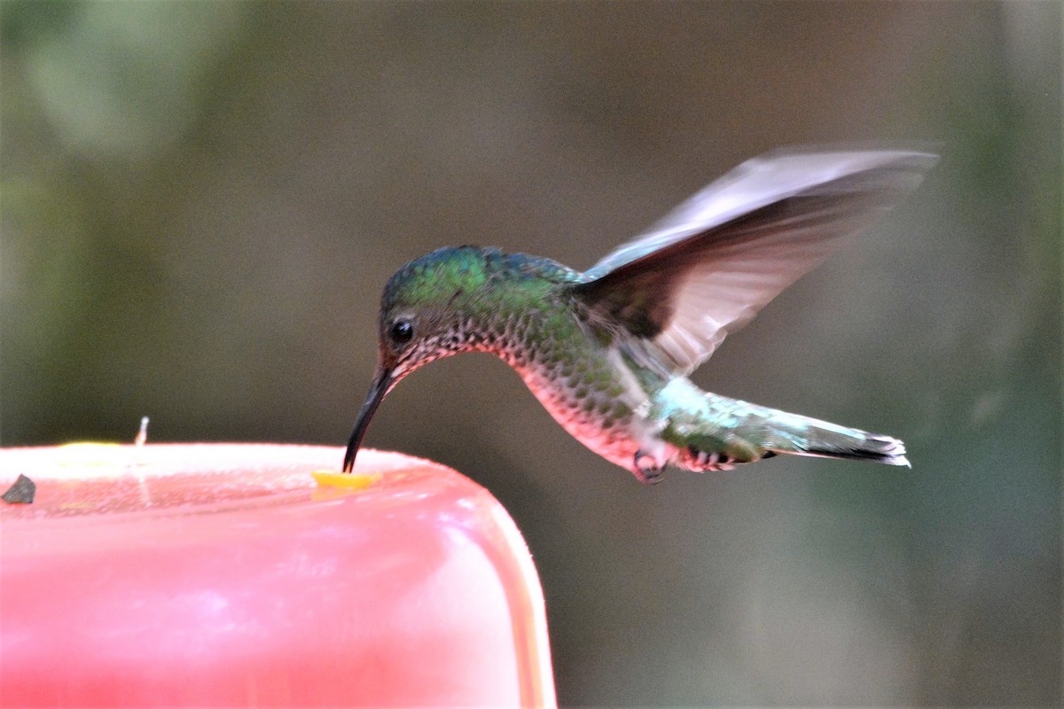 Spot-throated Hummingbird - Dan Bormann