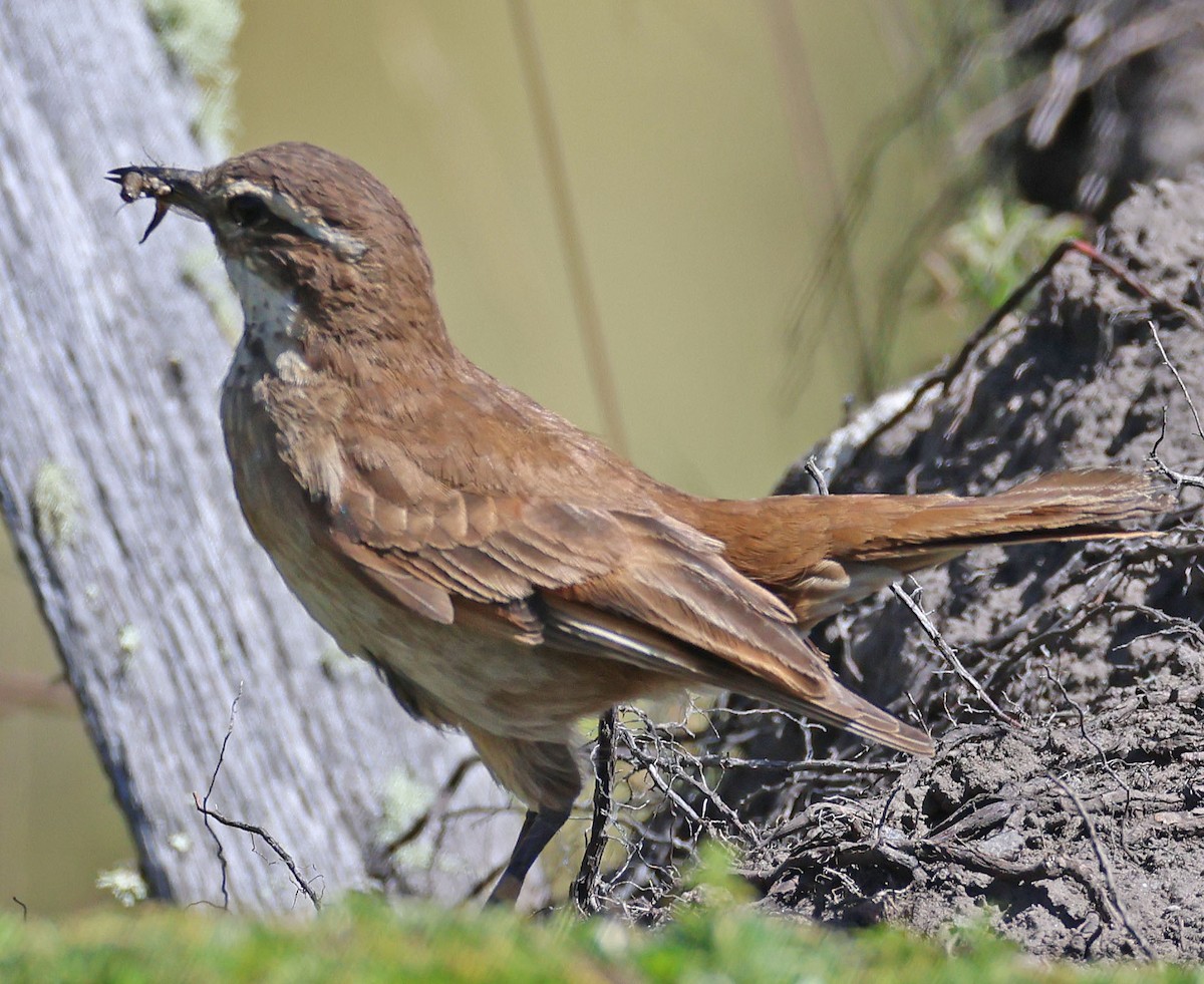 Chestnut-winged Cinclodes - Linda Mack