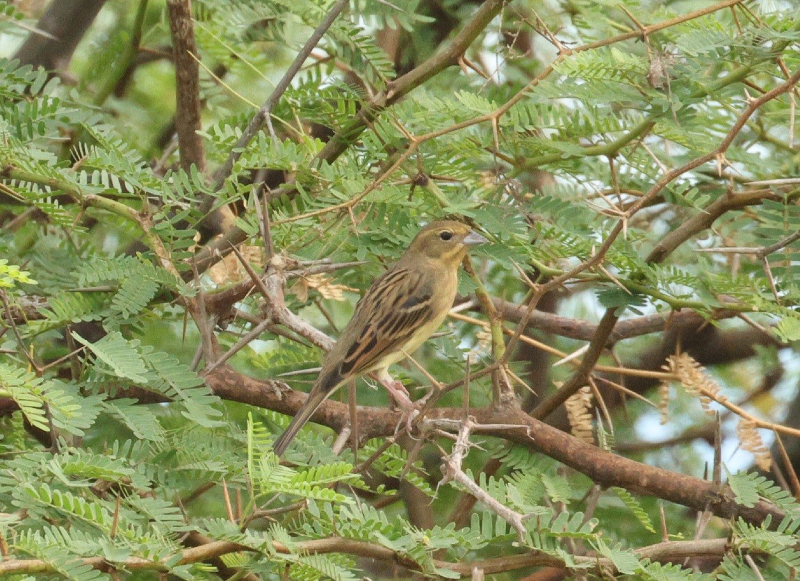 Yellow Bunting - ML612568428