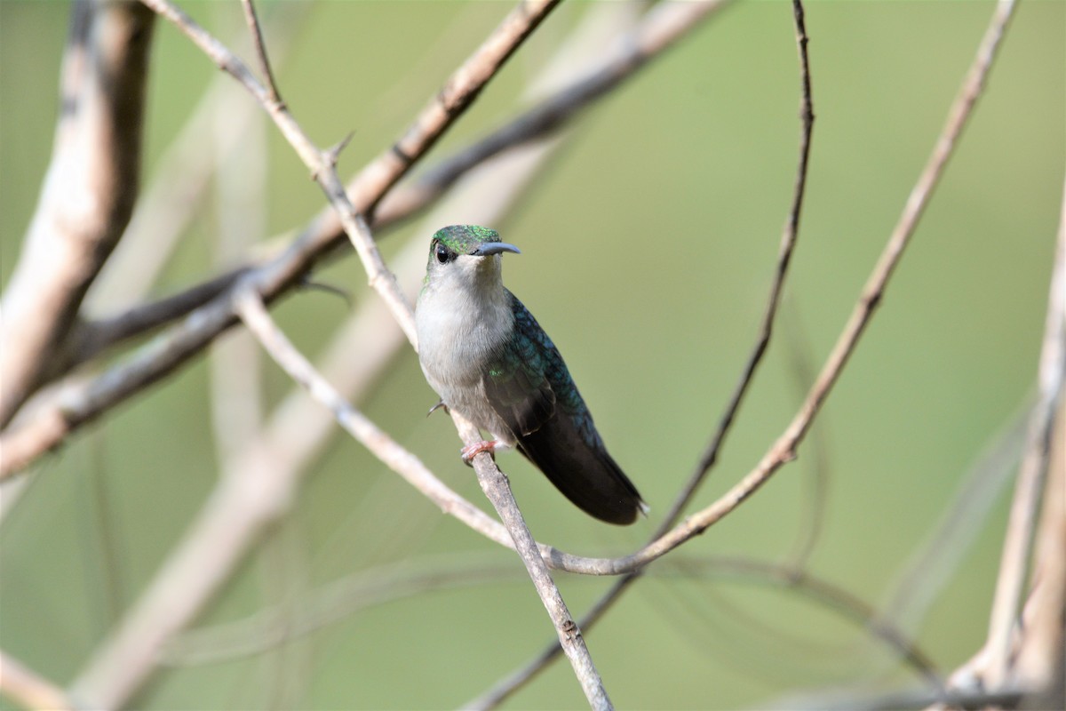 White-bellied Hummingbird - Dan Bormann