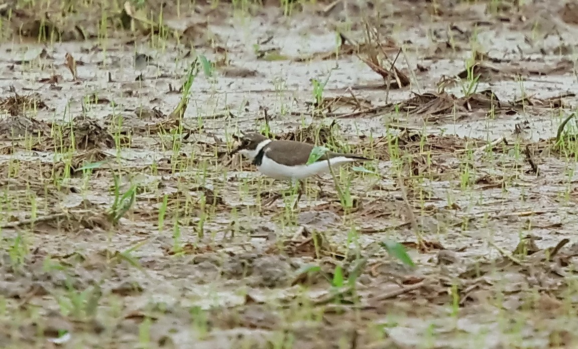 Little Ringed Plover - Ang TH
