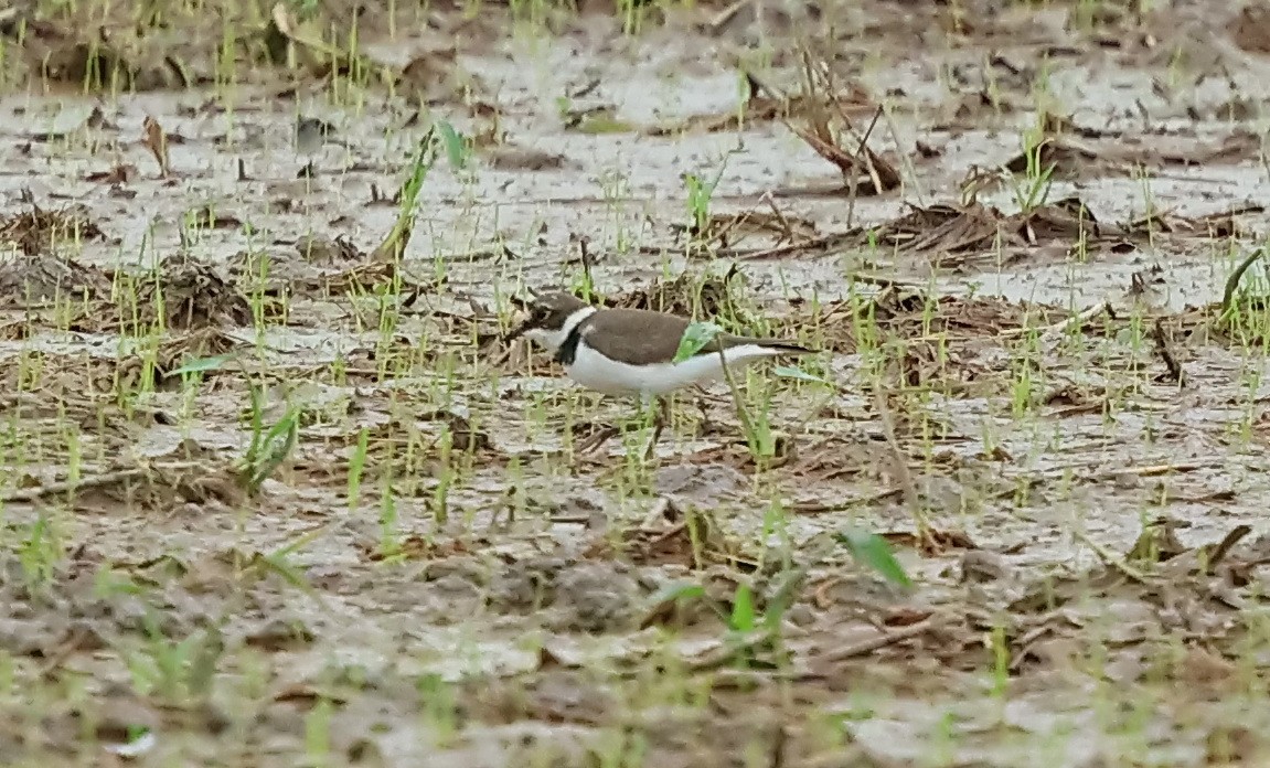 Little Ringed Plover - ML612568457