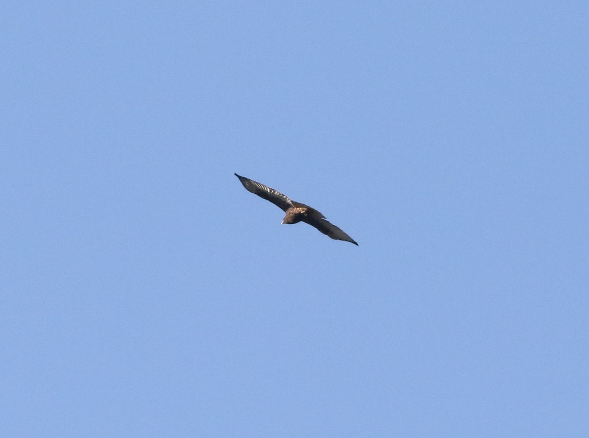 Red-tailed Hawk (calurus/alascensis) - ML612568464