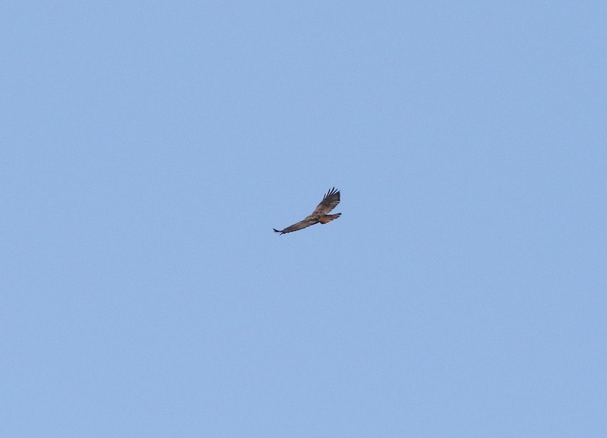 Red-tailed Hawk (calurus/alascensis) - ML612568467