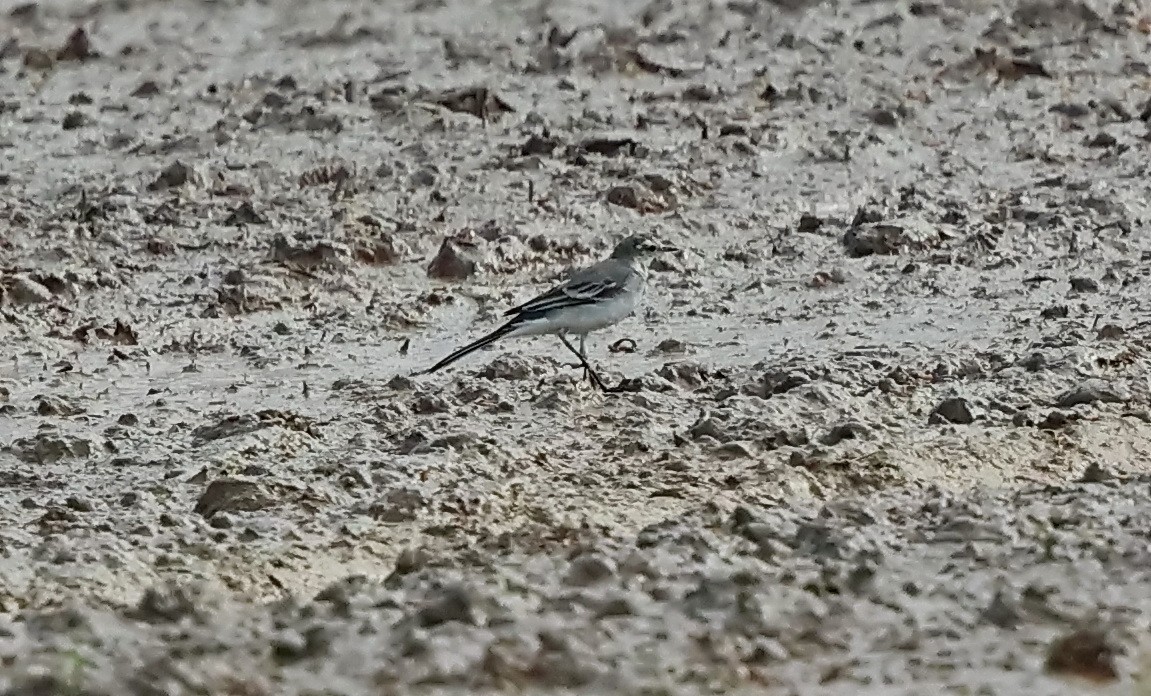 White Wagtail - ML612568495