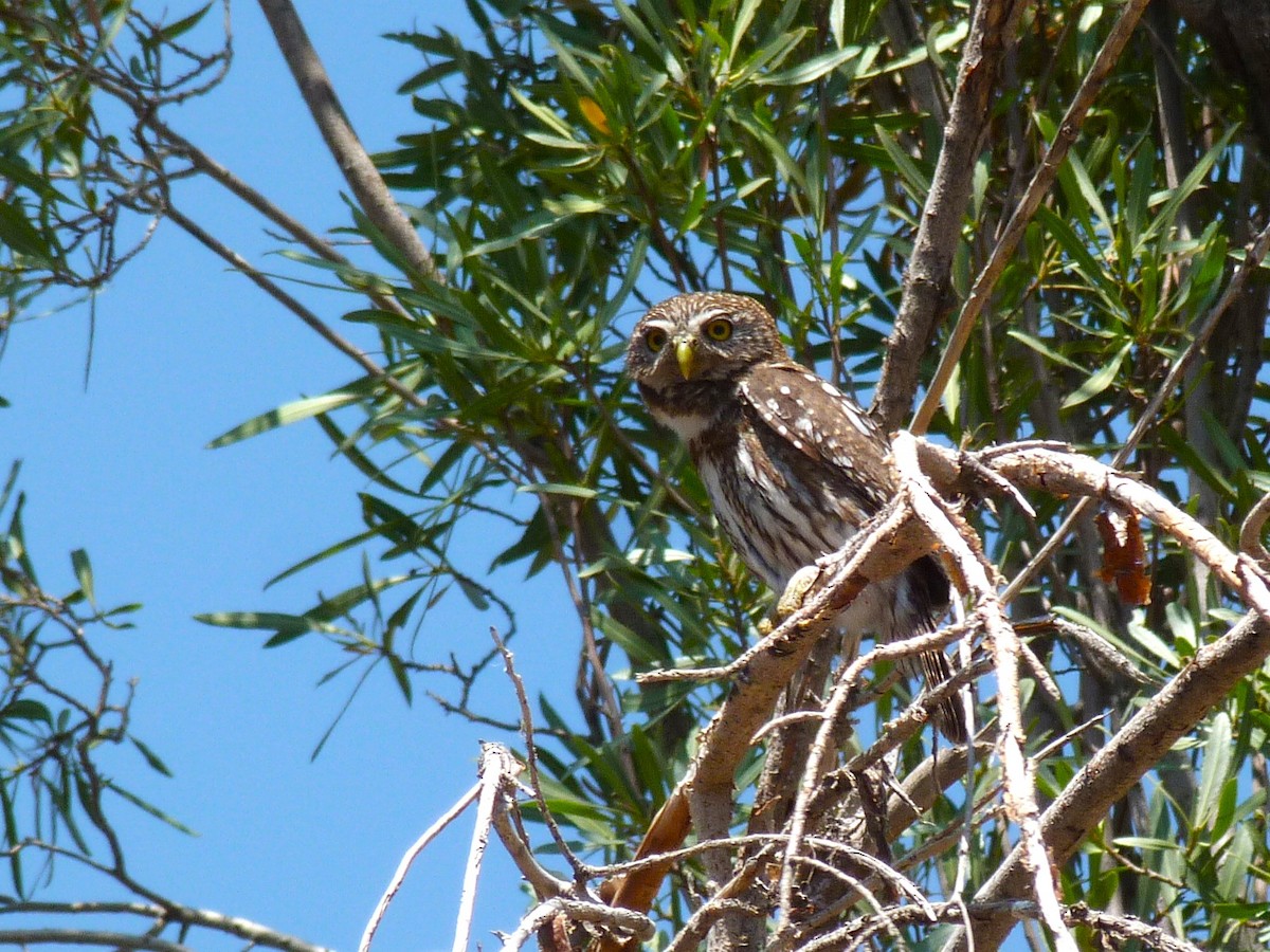 Austral Pygmy-Owl - Carlos Otávio Gussoni