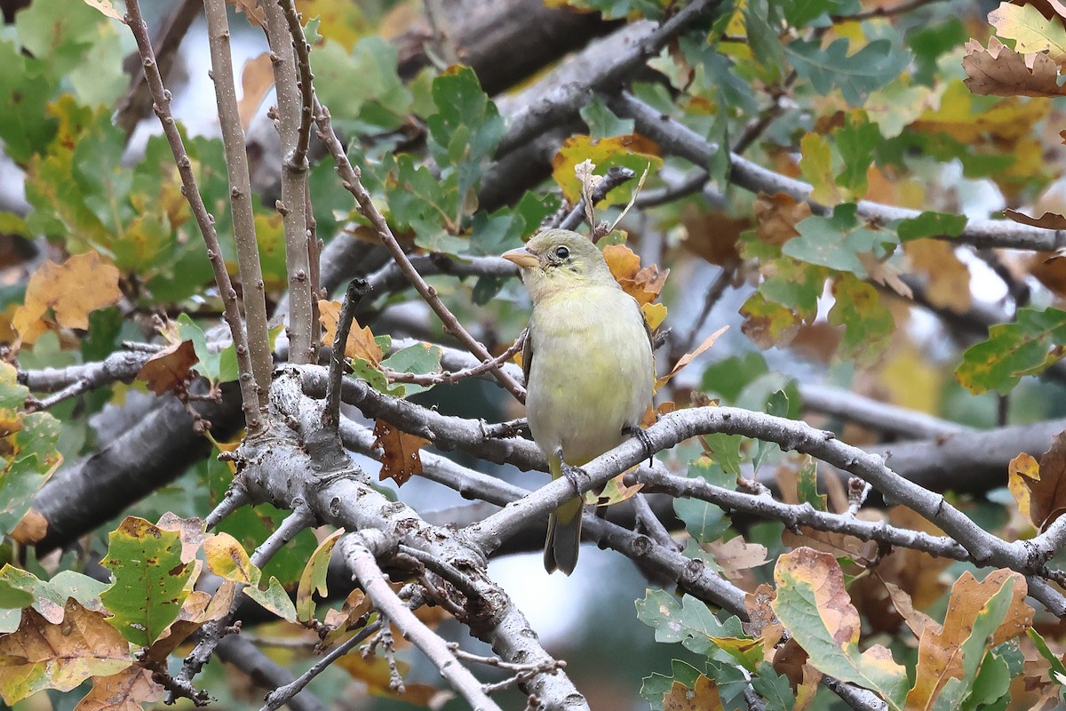 Western Tanager - Andrew Lee