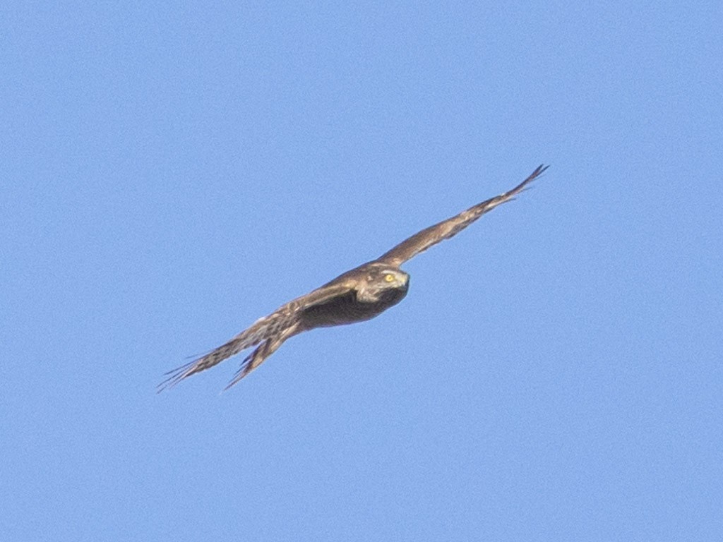 Eurasian Sparrowhawk - Angus Wilson