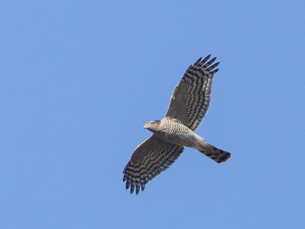 Eurasian Sparrowhawk - ML612568597