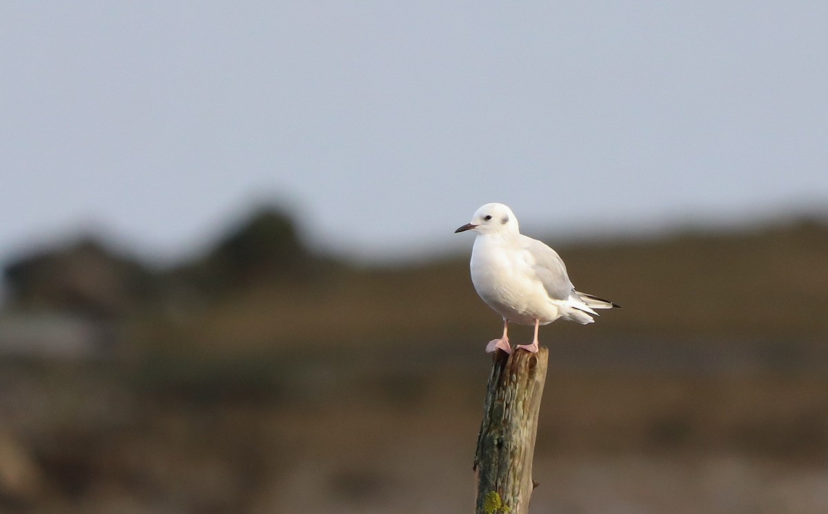 Bonaparte's Gull - ML612568602