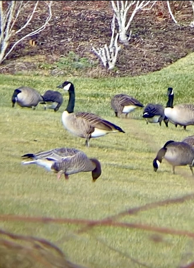 Pink-footed Goose - ML612568617