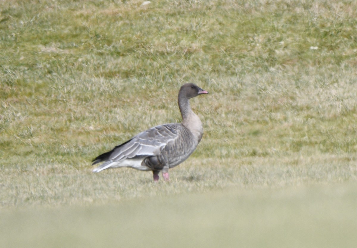 Pink-footed Goose - ML612568619