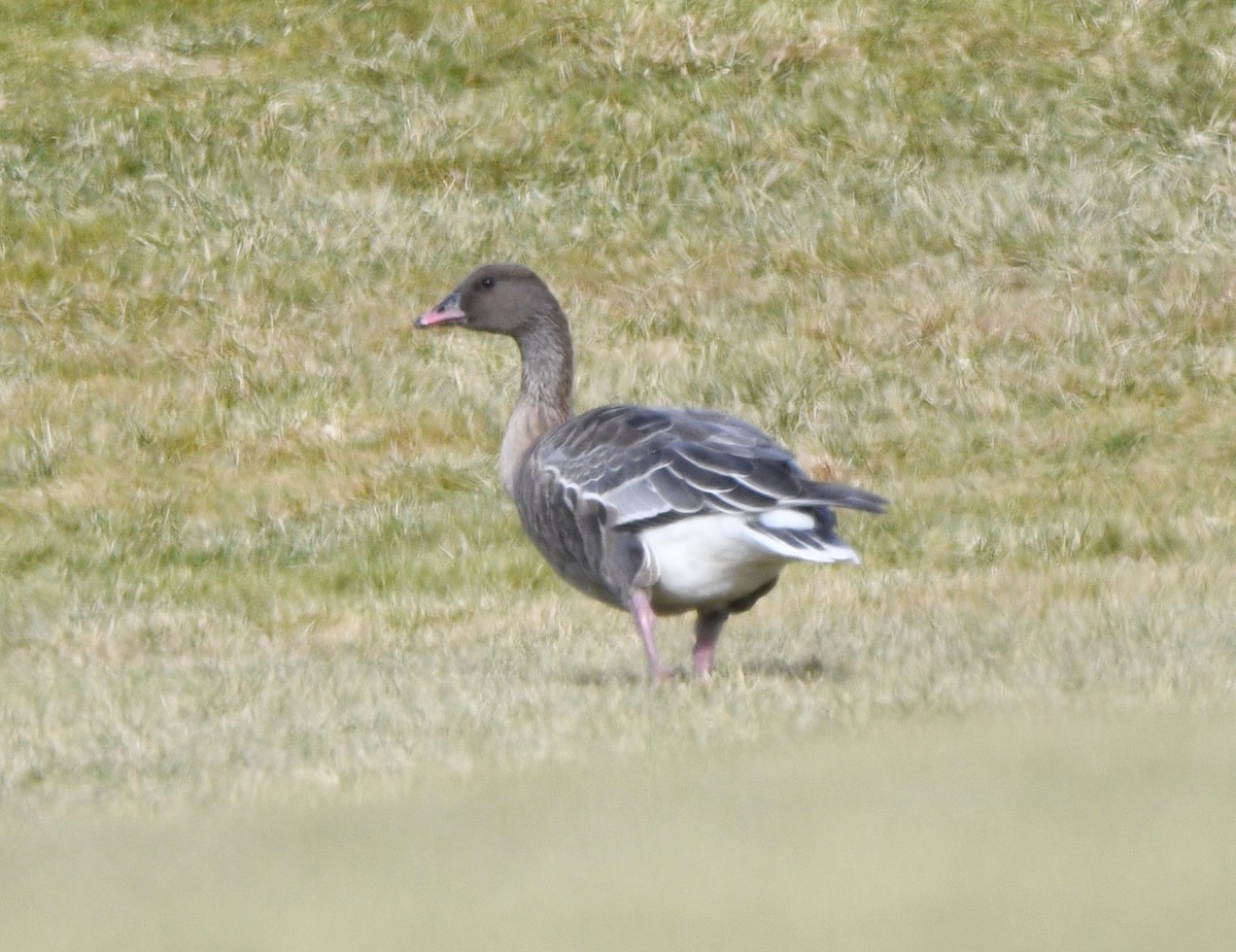 Pink-footed Goose - ML612568620