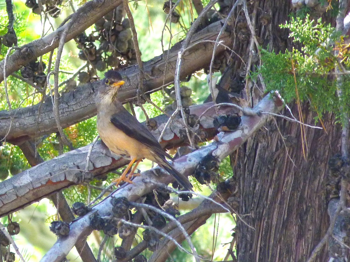 Austral Thrush - Carlos Otávio Gussoni