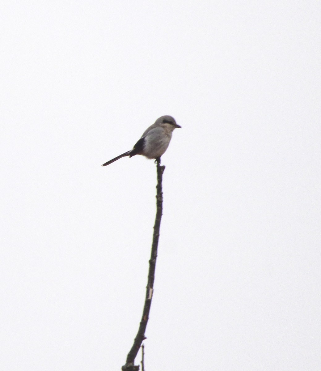 Northern Shrike - ML612568680