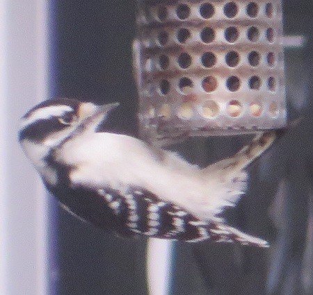 Downy Woodpecker - ML612568768